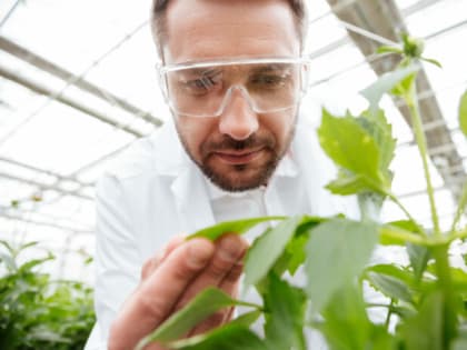 Только такого цвета: Какие фитолампы использовать для рассады — ответ экспертов