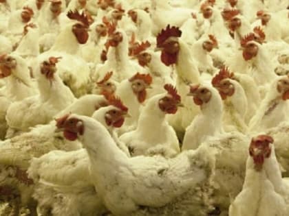 Создание мобильного отряда для борьбы с эпизоотиями в Башкирии