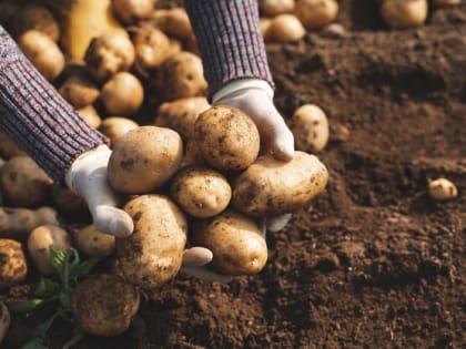 3 шарика в лунку – и картофель прет как танки: не средство, а золото
