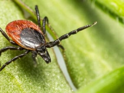 Клещи будут бежать от вас, «роняя тапки»: Всего 3 пшика на одежду — и вы их главный враг