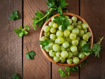 1 ведро под куст — и крыжовник завалил урожаем: ягоды с 5-рублёвую монету, соседи вымаливают рецепт подкормки