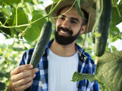 3 самых ранних сорта огурцов: Отец-огородник сажал только их — и собирал урожай уже через месяц