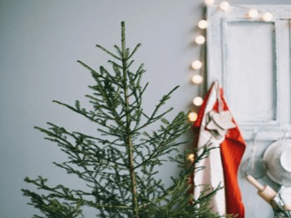 Как выбрать ёлку