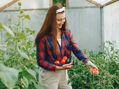 Сеем помидоры на рассаду в 2025 году: Когда — Названы точные даты, считайте сами