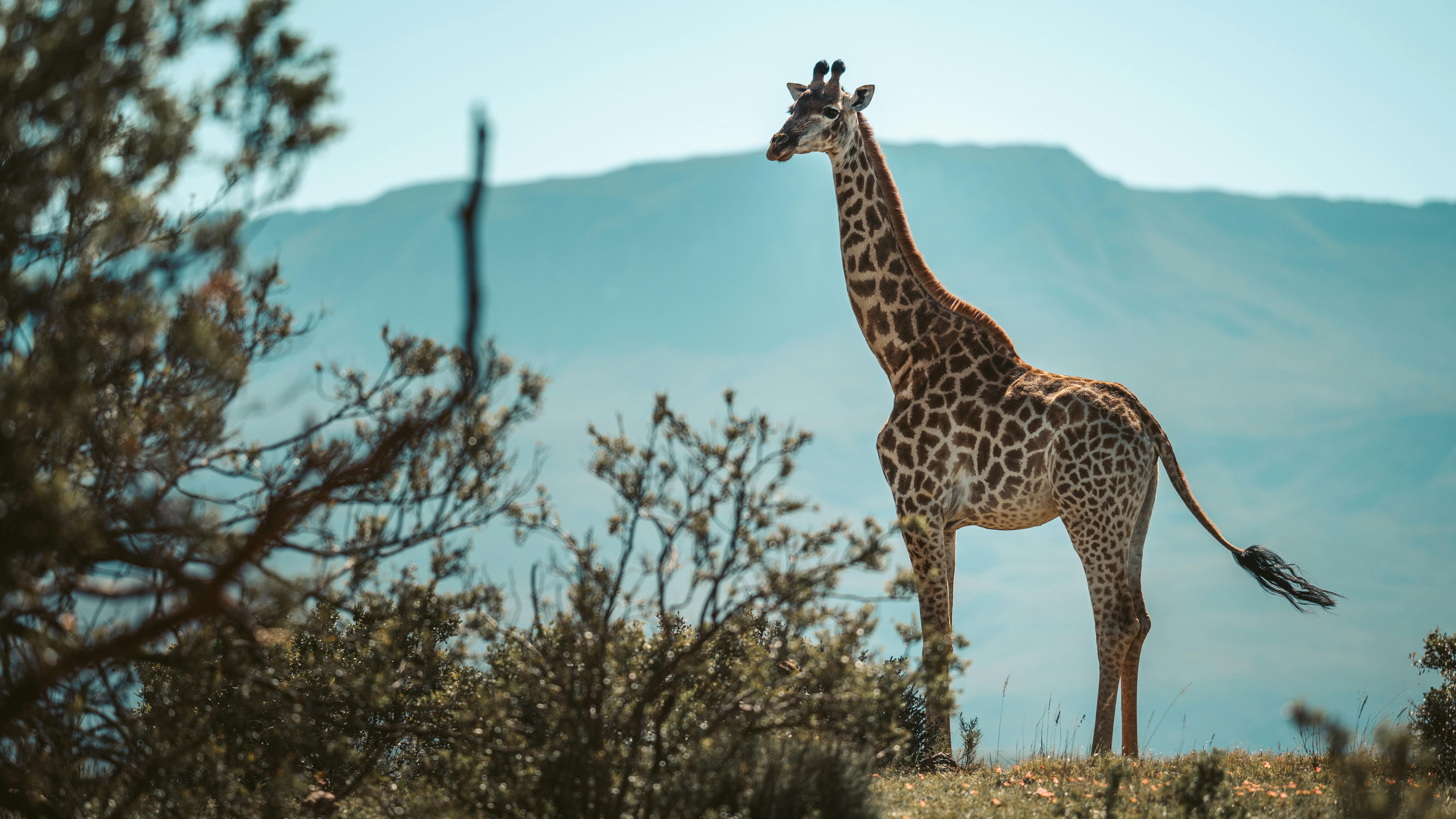 Giraffe in natural landscape