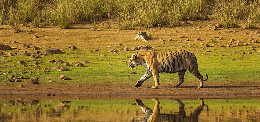 Hire a car and driver in Bansagadhi