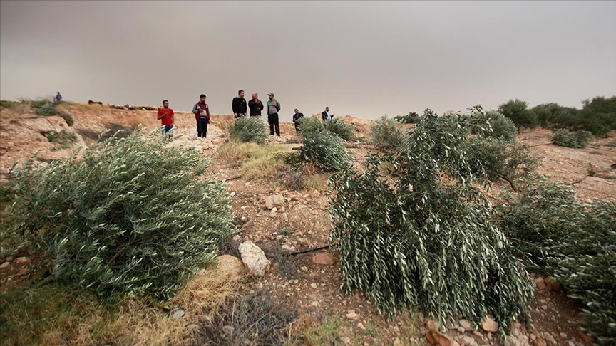West Bank Olive Trees Uprooted Amid Escalating Tensions