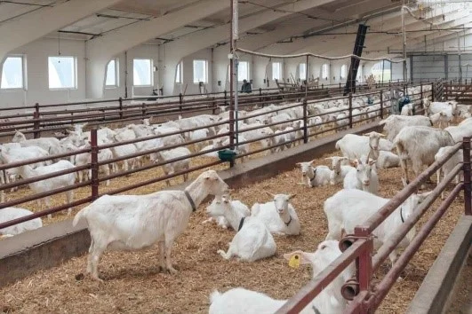 Why stall-fed goat farming is gaining popularity among farmers