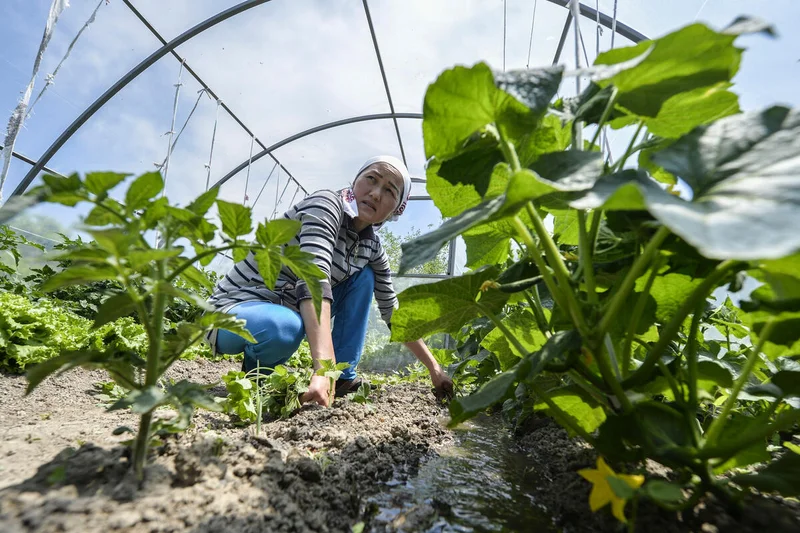 Sustainable agriculture & food security as a Sustainable Development Goal (SDG)