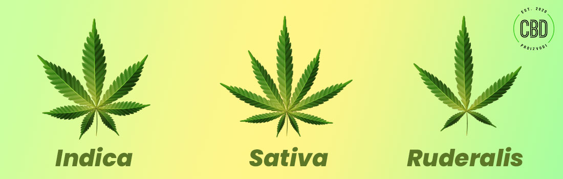 Cannabis Sativa, Cannabis Indica i Cannabis Ruderalis