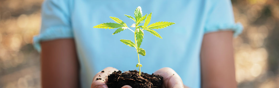CBD proizvodi - polje konoplje