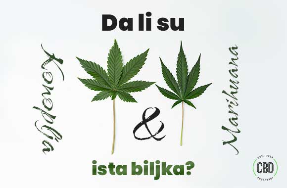 Da li su industrijska konoplja i marihuana ista biljka - Koja je razlika?