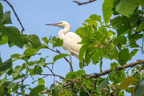 Tra Su Bird Sanctuary