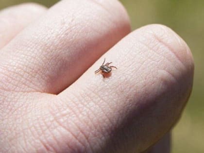 С начала сезона более 1800 человек пострадали от укусов клещей в Тамбовской области