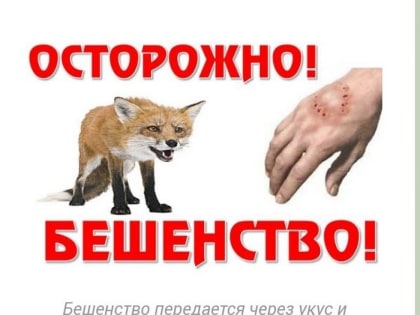 Угроза бешенства: как защитить себя и своих любимцев