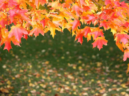 О погоде на финальную рабочую неделю сентября