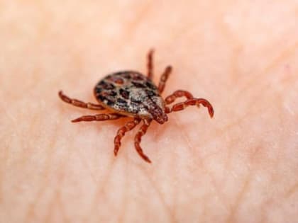 За неделю от укусов клещей пострадали 115 тамбовчан