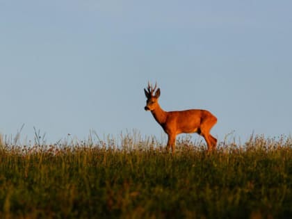 Охота на косуль в Тамбовской области обошлась мичуринцу почти в миллион рублей