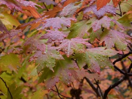 О погоде на предстоящую неделю