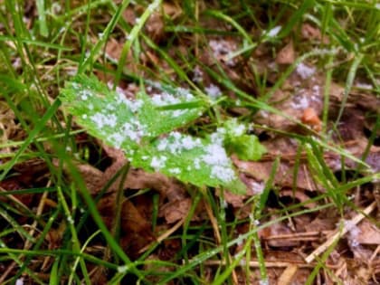 Минсельхоз планирует ввести федеральный режим ЧС из-за аномальных заморозков