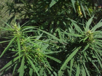 Полицейские обнаружили у жителя Тамбовской области около одного килограмма марихуаны