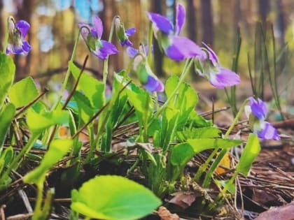 Погода в Тамбове на этой неделе будет неустойчивой