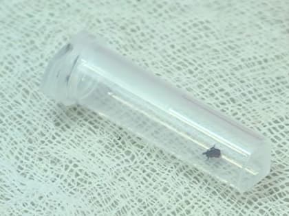 С начала года около 2 тысяч жителей области пострадали от укусов клещей