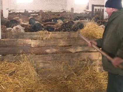 Тамбовские сельхозпроизводители обеспечили хозяйства кормами для зимовки животных