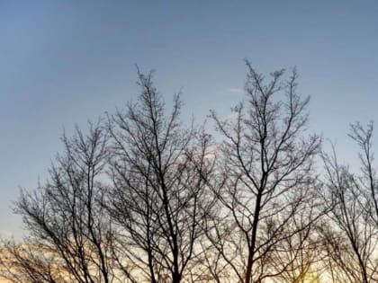 В ближайшие часы и ночью в Тамбовской области сохранится сильный ветер