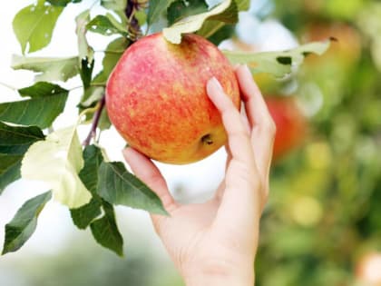 Минсельхоз рассмотрит возможность поставок яблок из других стран из-за заморозков