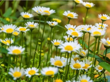 Диетолог рассказала, чем полезна ромашка
