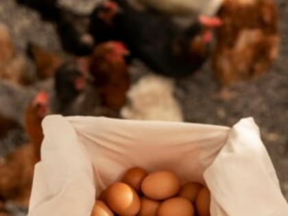 Куры снесли более 90 миллионов яиц в Тамбовской области за 9 месяцев