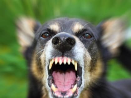 В Мичуринске выявлено заболевание бешенством у собаки