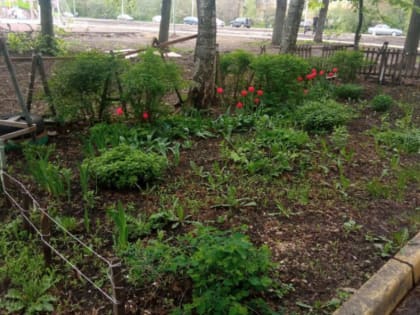 На огороде можно заразиться столбняком, мышиной лихорадкой и токсоплазмозом