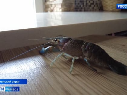 В регионе начали выращивать австралийских красноклешневых раков