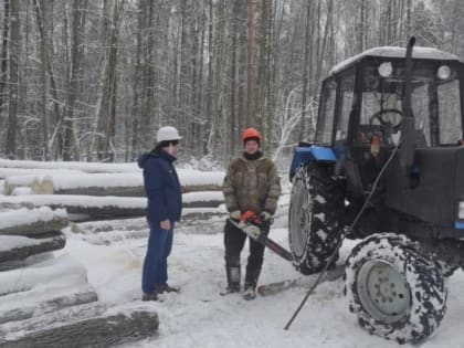 В Пригородном лесу начали вырубку деревьев