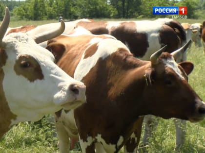 Летний лагерь для бурёнок: как провести лето, чтобы дать больше молока