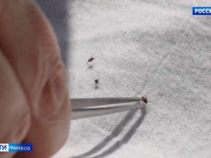 Тамбовчанам предлагают привиться от клещевого энцефалита