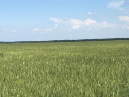 Земледельцы Рассказовского округа первыми приступили к уборке урожая яровой пшеницы