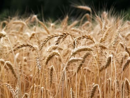 «Доширак» будут делать из тамбовской муки