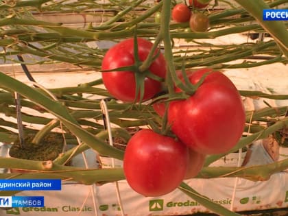 Вторая линия тепличного комбината в Мичуринске