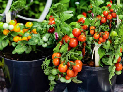 Как защитить комнатные горшечные томаты