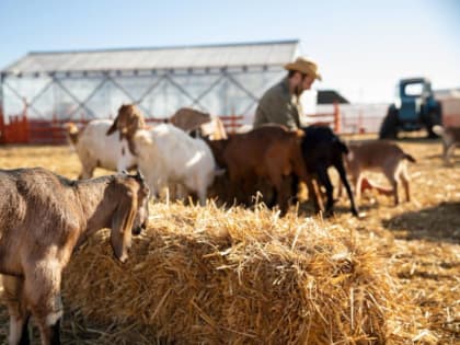 В Тамбовской области сократилось количество свиней, овец, коз и лошадей