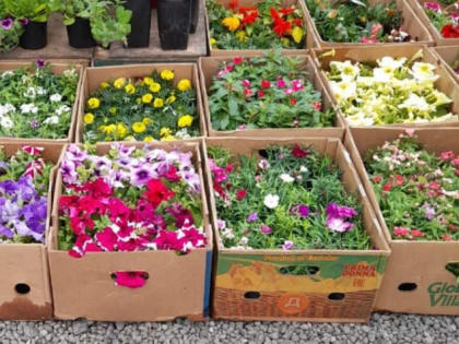 На ярмарке «Выбирай свое» в Петровском районе представили страусиные яйца, рассаду и деликатесы