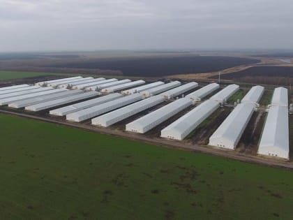 В продукции «Токарёвской птицефабрики» найдены многочисленные следы лекарственных препаратов