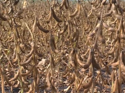 В регионе собрали рекордный урожай сои
