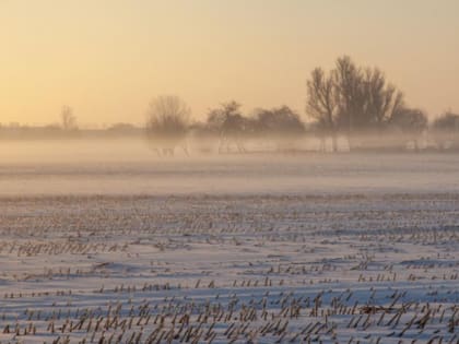 В Тамбовской области из-за большого количества снега на полях приостановили уборку подсолнечника и кукурузы