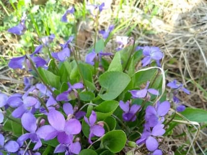 Неделя экологических действий «Сохраним первоцветы»