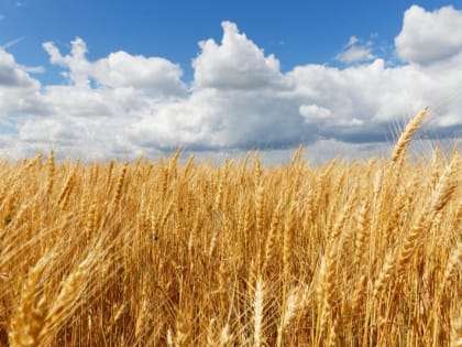 В Тамбовской области собрано более 4 миллионов тонн зерна