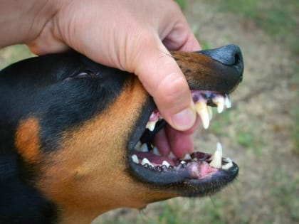 В Тамбове и четырёх округах региона установлен карантин по бешенству животных